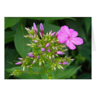 Lone Lila Phlox Bloom Hälsningskort