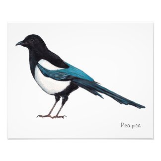 Lone Magpie Fototryck
