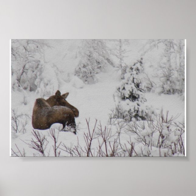Lone Moose - Logan Guinn Poster (Framsidan)