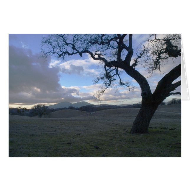 Lone Oak förbisåg Mt. Diablo in Winter OBS Kort (Framsidan Horizontal)