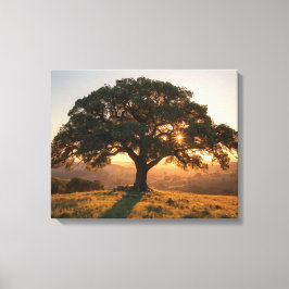 Lone Oak Hill Country Affisch - Texas Landskap Canvastryck