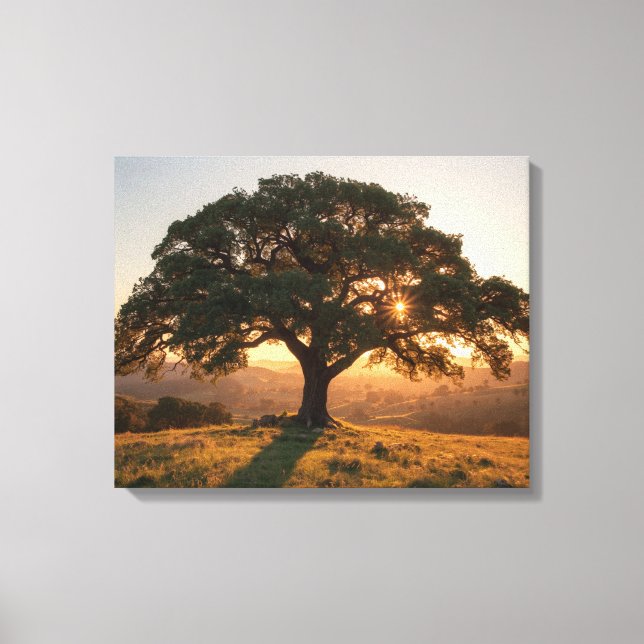 Lone Oak Hill Country Poster - Texas Landscape  Canvastryck (Framsida)