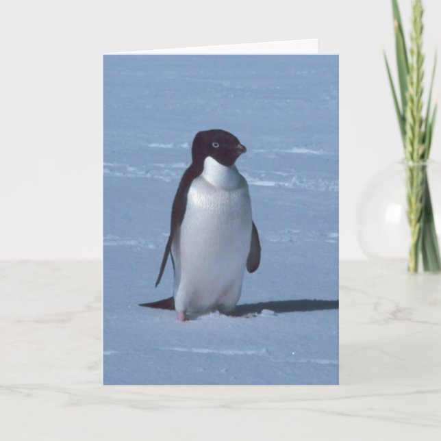 Lone Penguin i snö Tack Kort (Framsida)