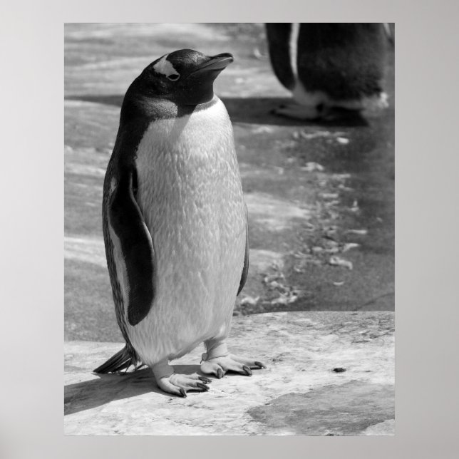 "Lone Penguin" Poster (Framsidan)