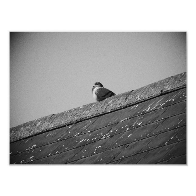 Lone Pigeon på Tak Fototryck (Framsidan)