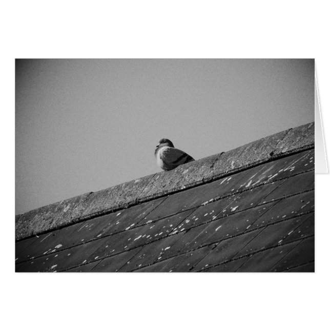 Lone Pigeon på Tak Hälsningskort (Framsidan Horizontal)