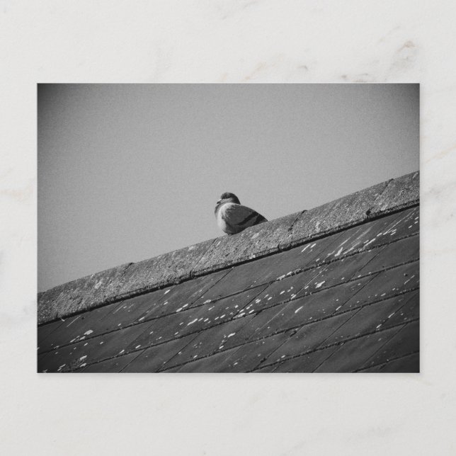 Lone Pigeon på Tak Vykort (Framsida)
