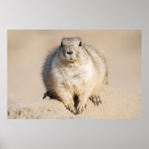Lone Prairie-Hund i Sand Poster