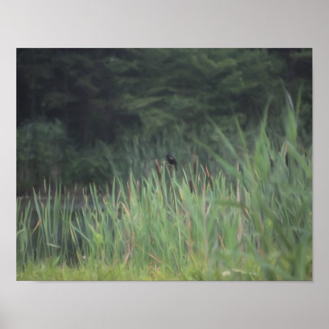 Lone Red Winged Blackbird Painting Nature Poster (Framsidan)