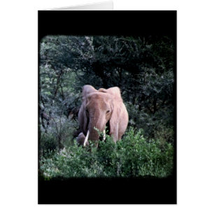 Lone Samburu Elephant Hälsningskort