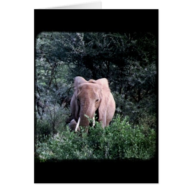 Lone Samburu Elephant Hälsningskort (Framsidan)