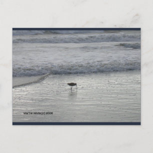 Lone Sandpiper Blue Beach Sång™-vykort Vykort