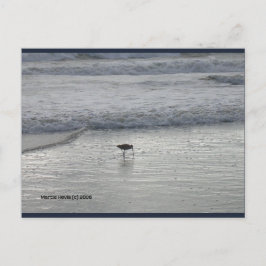 Lone Sandpiper | Blue Beach Sång™-vykort Vykort
