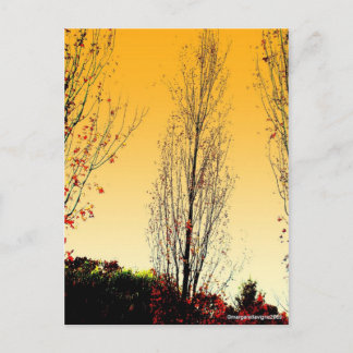 "Lone Sentinel" Vykort