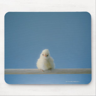 Lone sitta för babyhusdjurhöna på en Perch Musmatta