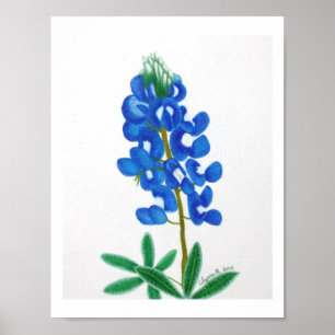 Lone Star Bluebonnet Skriv ut Poster