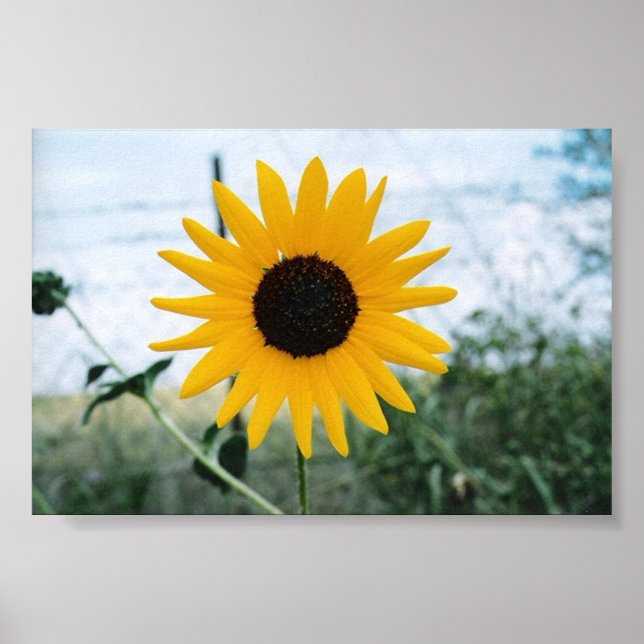 Lone Sunfloer Poster (Framsidan)