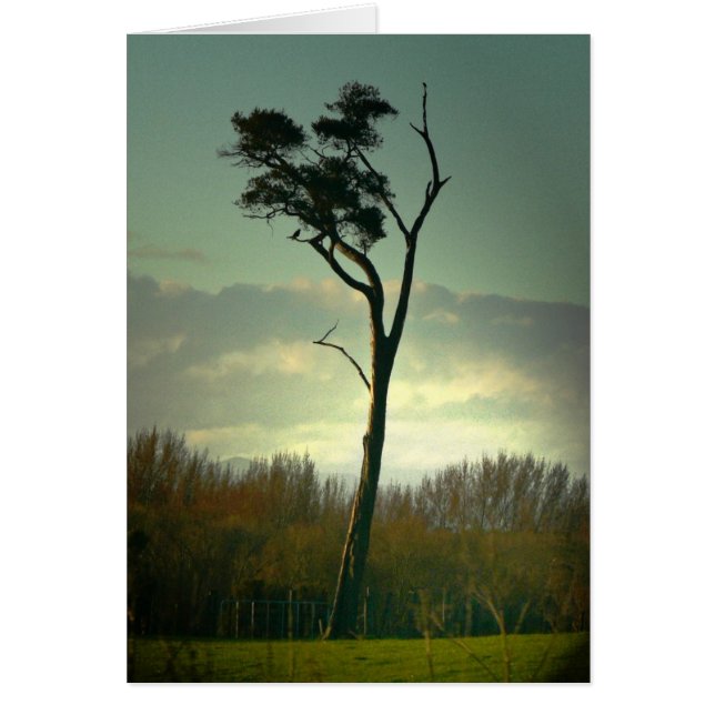 Lone träd hälsningskort (Framsidan)