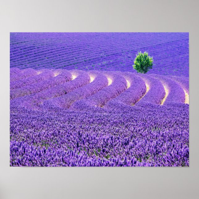 Lone träd i Lavender Fält, Frankrike Poster (Framsidan)