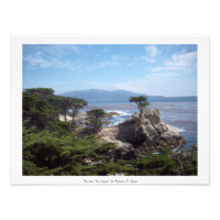 "Lone Träd Lingers" Monterey County