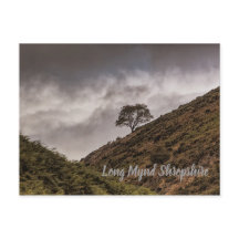 Lone Träd Long Mynd Shropshire
