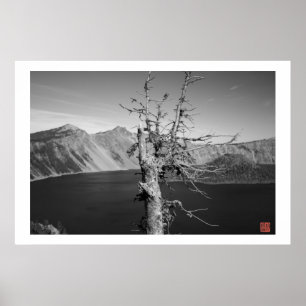 Lone Träd Poster