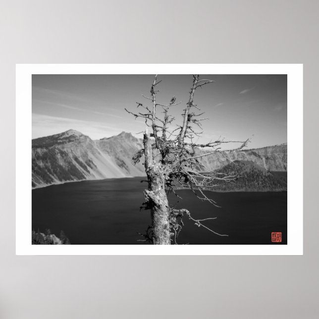 Lone Träd Poster (Framsidan)