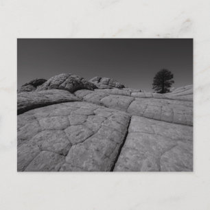 Lone Träd White Pocket Arizona Vykort
