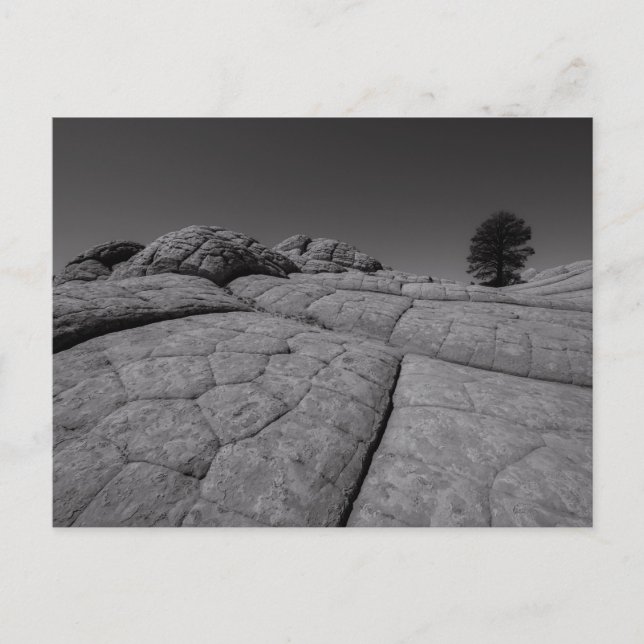 Lone Träd White Pocket Arizona Vykort (Framsida)