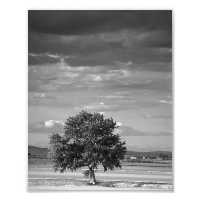 Lone Träd, Wilder Idaho Fototryck (Framsidan)