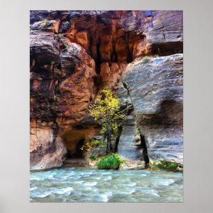 Lone Träd Zion National Park Virgin River Foto Poster