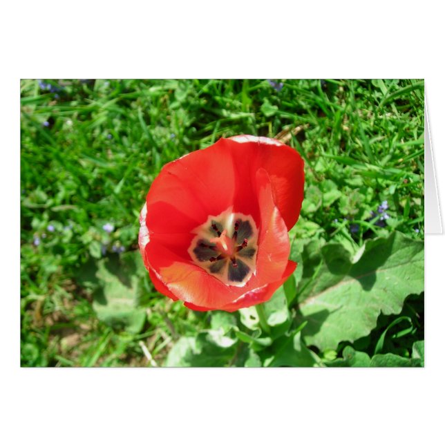 Lone Tulip OBS Kort (Framsidan Horizontal)