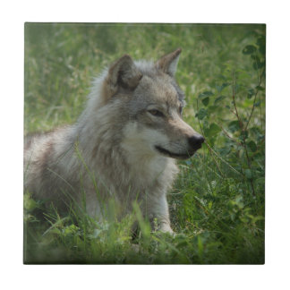Lone Varg Grått Wolfs Grått Vargars Real Photo Kakelplatta