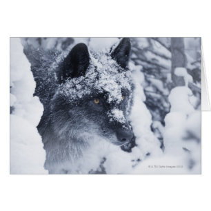 Lone varg i snö hälsningskort