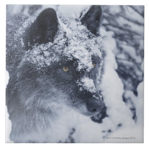Lone varg i snö kakelplatta