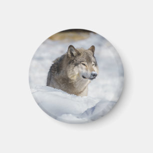 Lone Varg i Snö Magnet