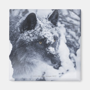 Lone varg i snö magnet