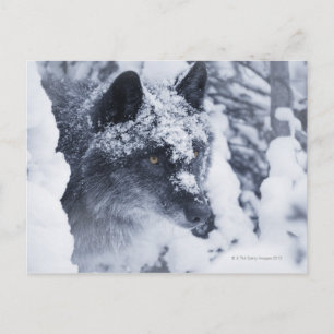 Lone varg i snö vykort