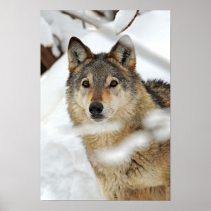 Lone varg i snöaffisch poster