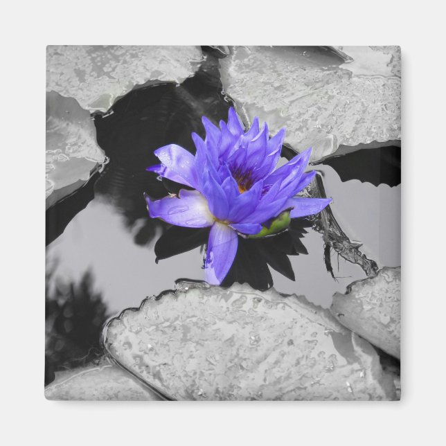Lone Vatten Lily Magnet (Framsidan)