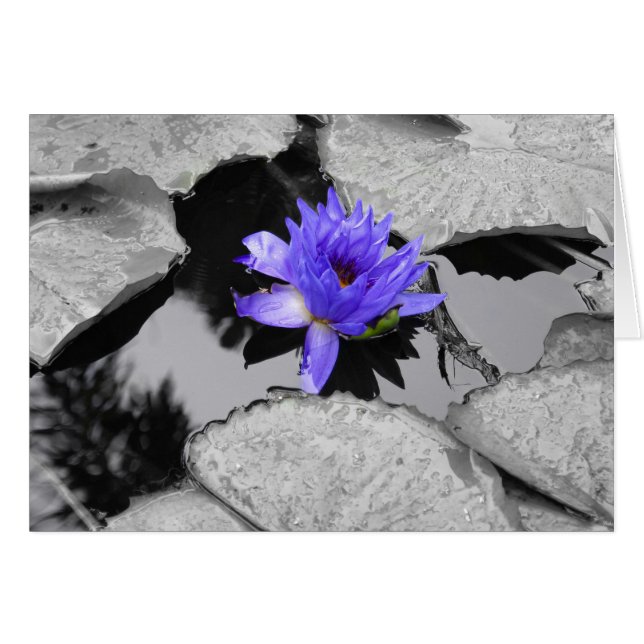 Lone Vatten Lily OBS Kort (Framsidan Horizontal)