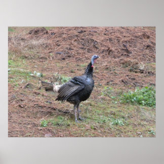 Lone vild turkey poster