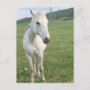 Lone White Horse Vykort