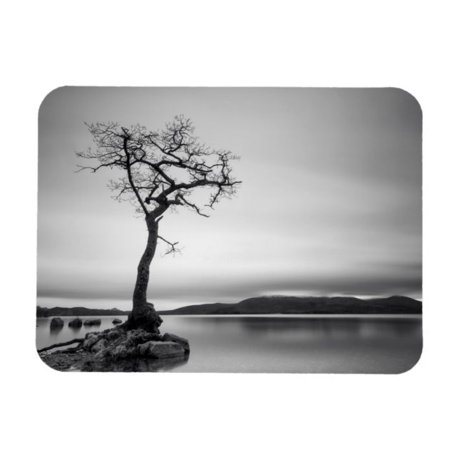 Lonely Bare Träd Magnet (Horisontell)