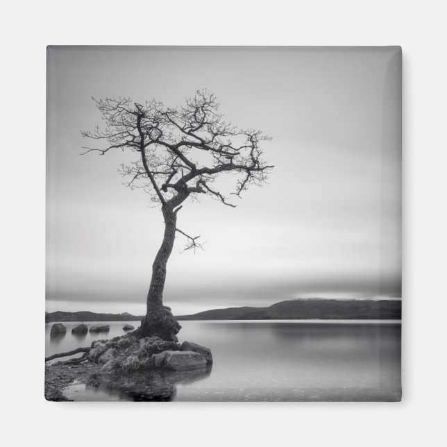 Lonely Bare Träd Magnet (Framsidan)