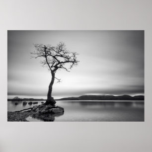Lonely Bare Träd Poster