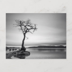 Lonely Bare Träd Vykort