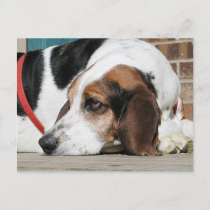 Lonely Basset Hound Vykort