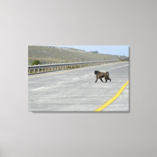 Lonely Chacma baboon cross motorväg Canvastryck