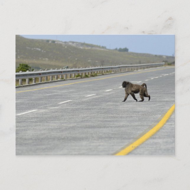Lonely Chacma baboon cross motorväg Vykort (Framsida)